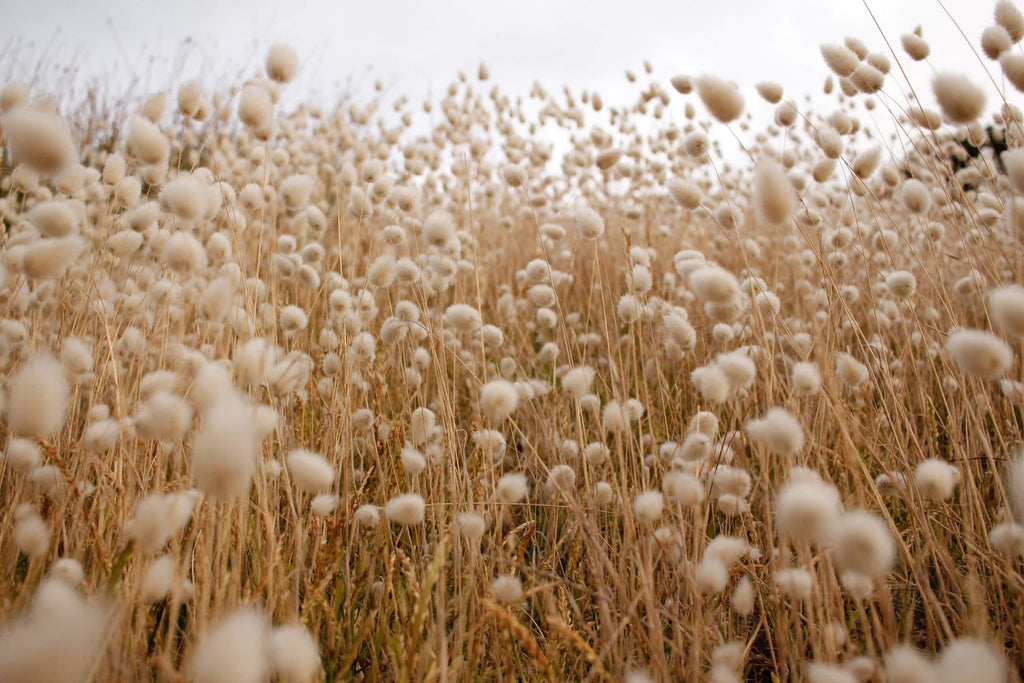 Where does cotton come from?